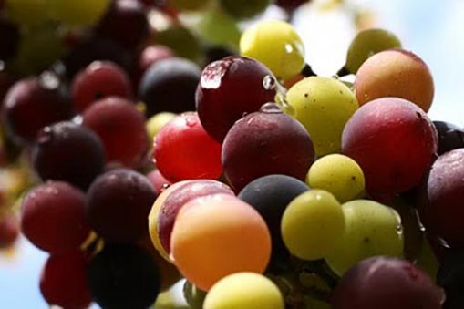 Large_grapes_process