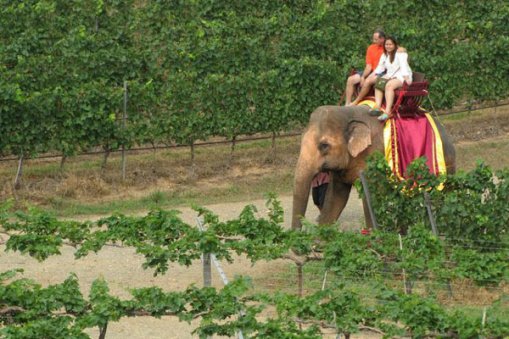 Слоны на тайских виноградниках - вполне обычное явление