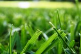 Запах свежескошенной травы - один из самых простых и понятных. Довольно часто его можно уловить в белых винах 