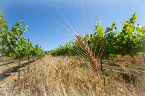 Large_organic_vineyard
