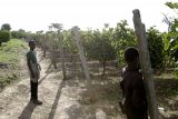 Новый эфиопский виноградник разбит неподалеку от деревни Зивай  Castel group