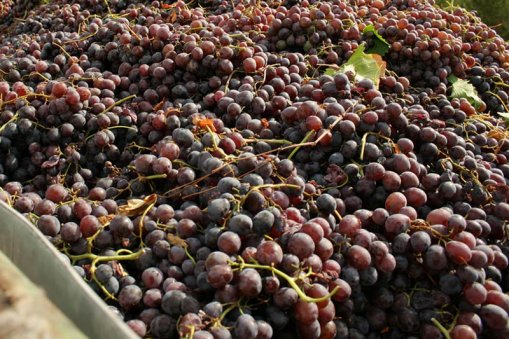 Виноторговцы надеются получить выгоду из сложившейся ситуации за счет падения цен на виноград 