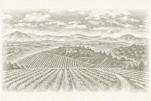 Large_vineyards_area