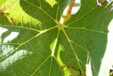Виноградный лист, хозяйство Montirius, Долина Роны BBR